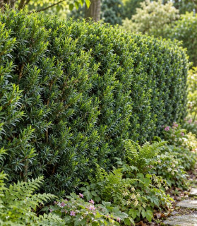 Taxus baccata